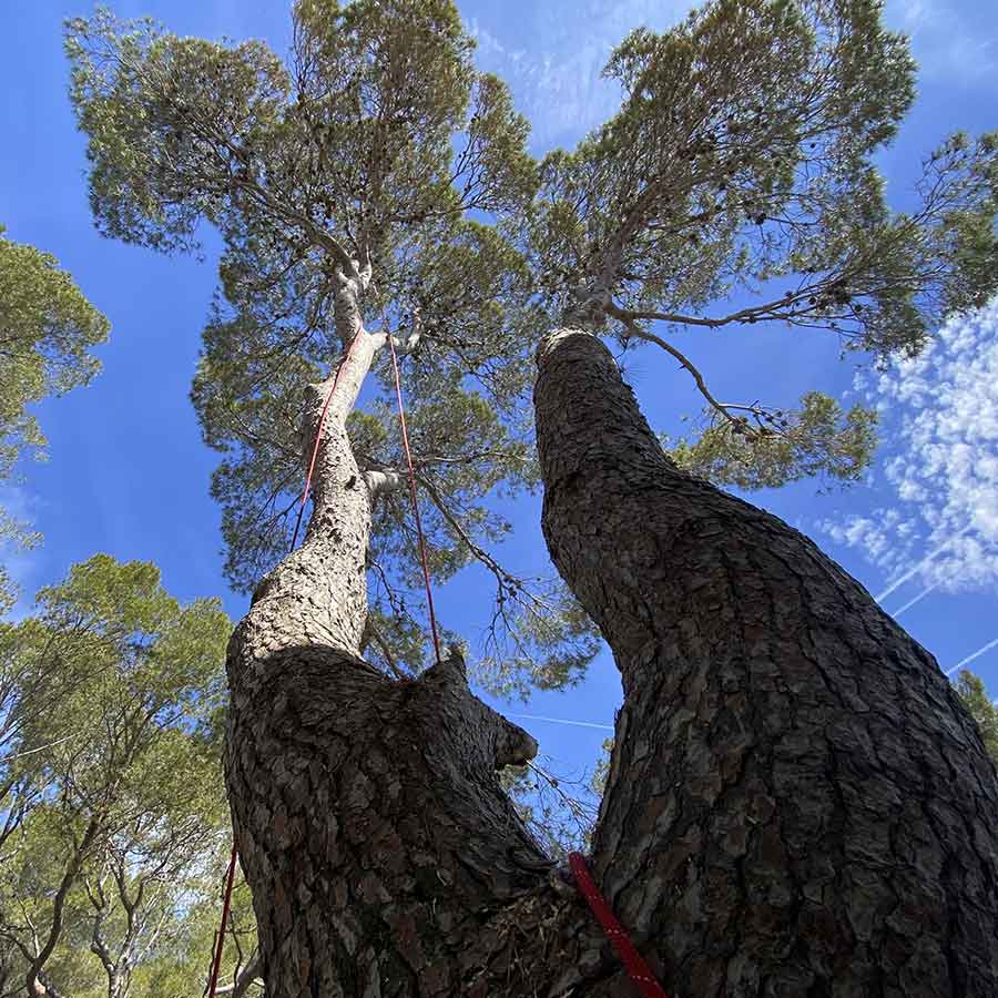 Mediterranea de Manteniment árboles